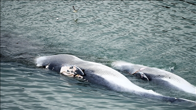 Japan hunts fin whales, 1st since exiting International Whaling Commission