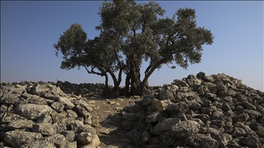 1326 yaşındaki zeytin ağacı zamana meydan okuyor