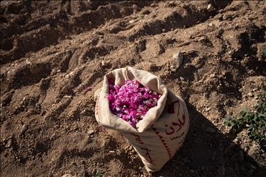 Damask rose harvest in Syria