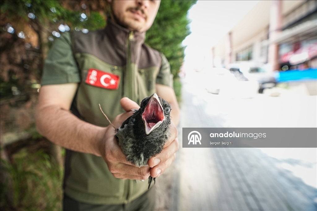 بنعيق النجدة.. غربان تستغيث لإنقاذ أحد أفراد سربها بورصة التركية